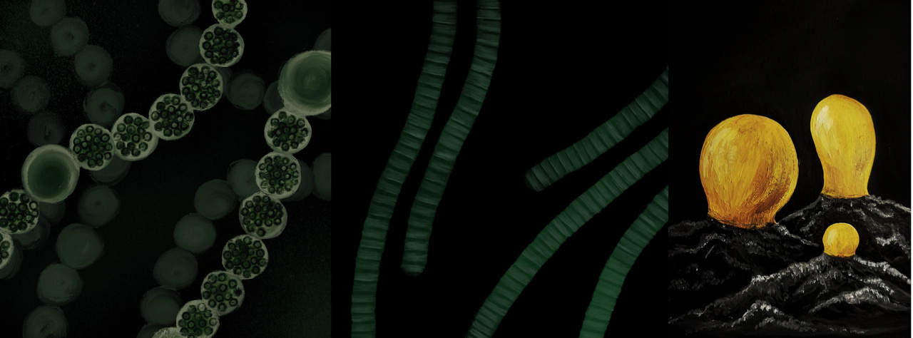 Lecture 'Oxylipins: A Cry for Help'