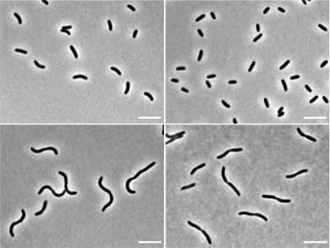 RNA-mediated control of cell shape modulates antibiotic resistance in Vibrio cholerae