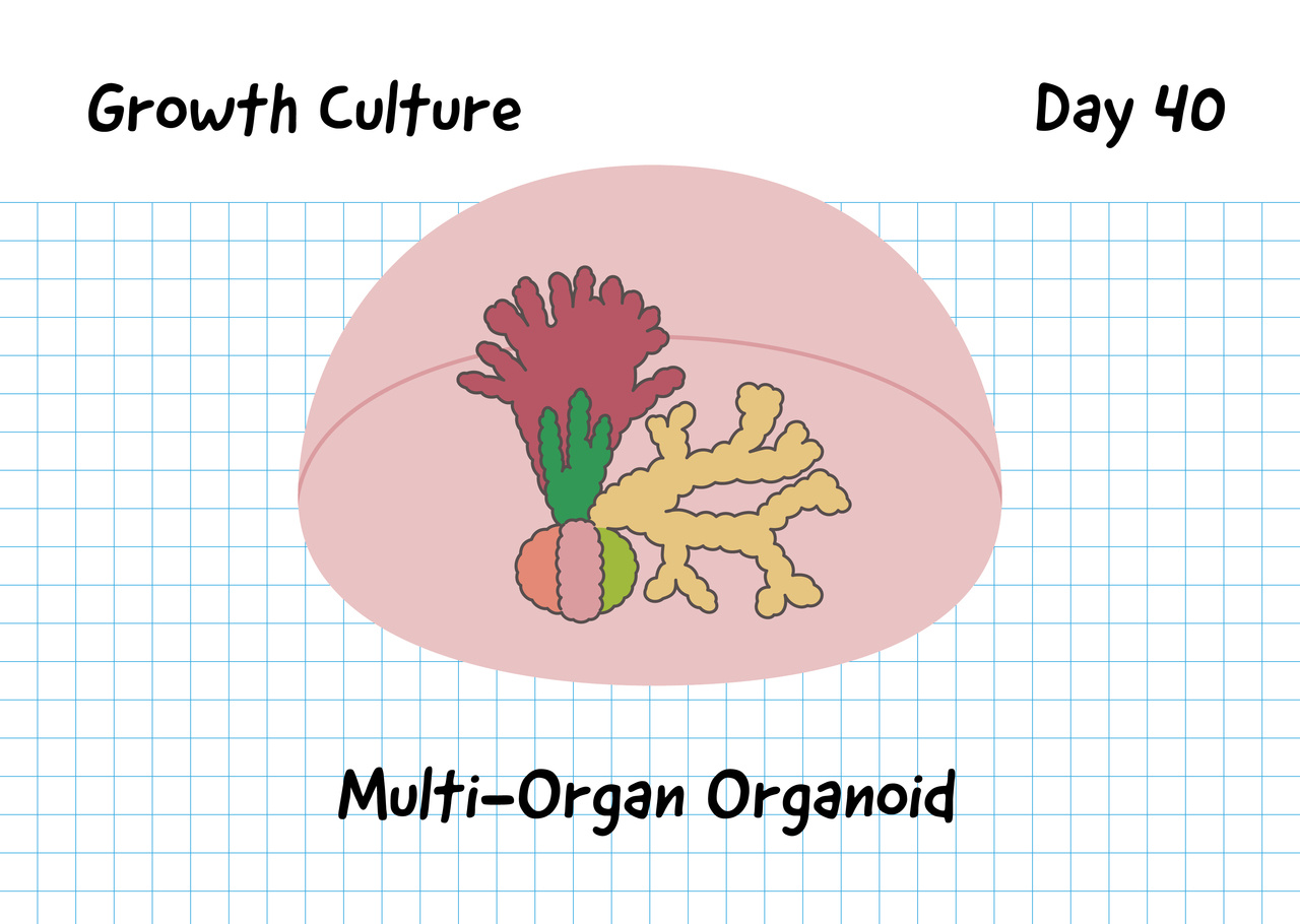 Animating Multi-Organ Engineering Protocols