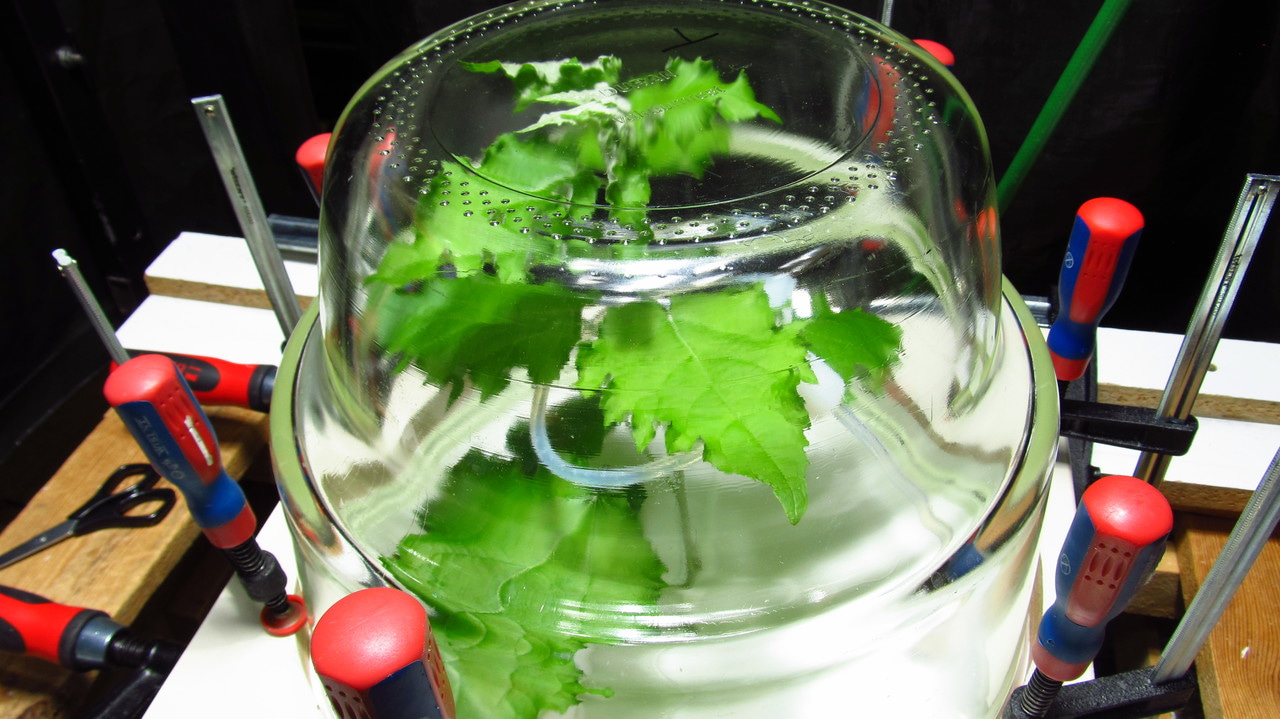 Exploring the ecological fates of isoprene oxidation products