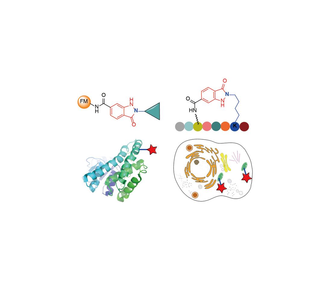 A versatile photoclick reaction expanding the toolkit of click chemistry
