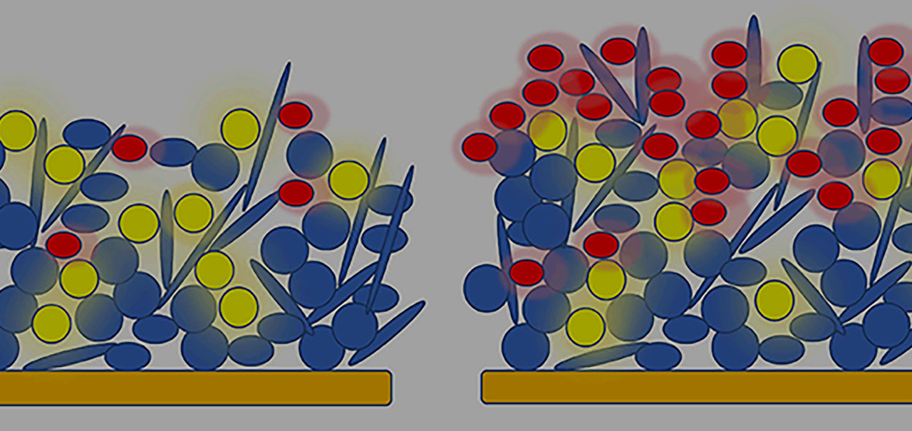 

A human pathogen that needs a quorum, or a special friend, for colonization and virulence (and why we need in-person scientific conferences)