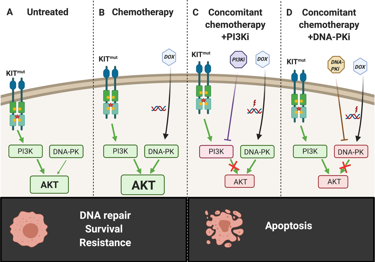Targeted inhibition of cooperative mutation- and therapy-induced AKT activation in AML effectively enhances response to chemotherapy