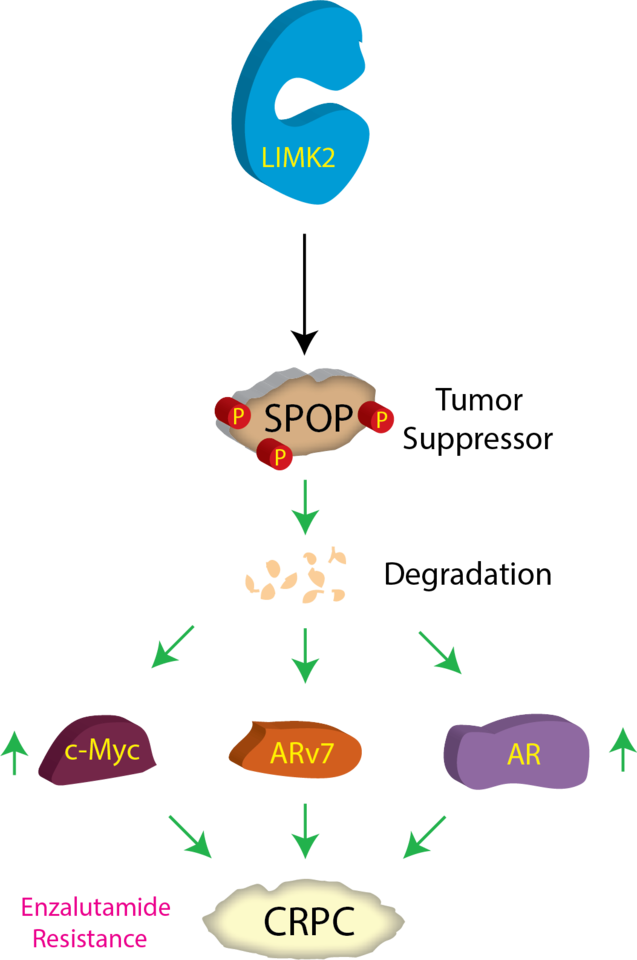 SPOP-LIMK2 Interplay Promotes Castration Resistance in Prostate Cancer