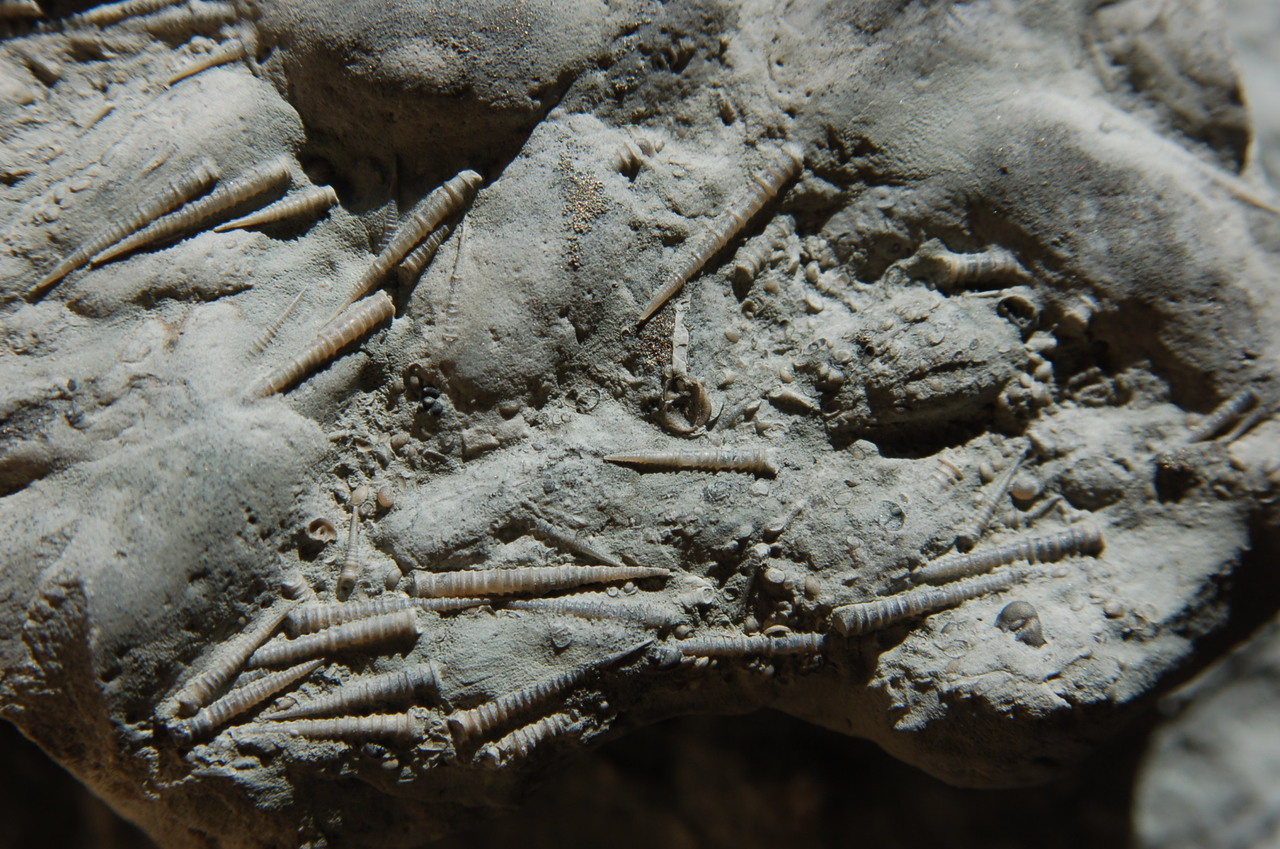 Even the past has a history: How climate change legacies drive extinction risk in the fossil record