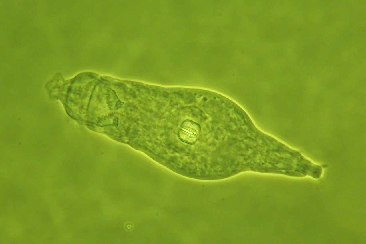 The ancient asexual that isn’t: recombination in the bdelloid rotifer Adineta vaga