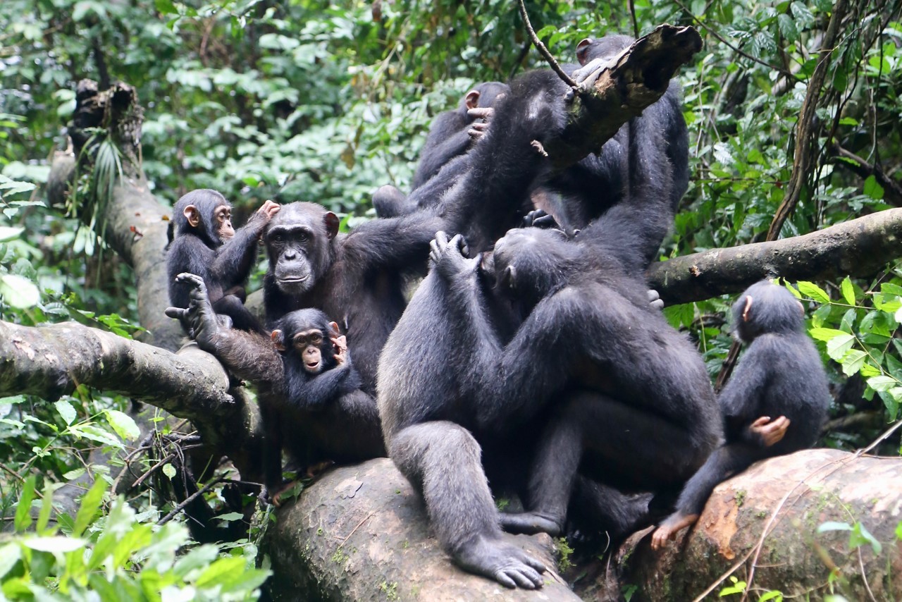 Chimpanzee friends come together to battle out-group rivals