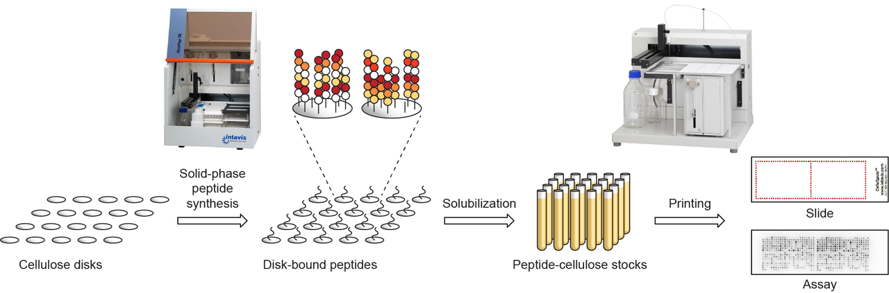Capturing the interaction between histones and their deacetylases with hydroxamic acid-modified microarrays