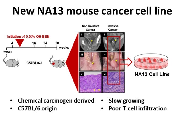 In vivo synthetic lethal screen identifies drug synergies with immune checkpoint inhibitors

