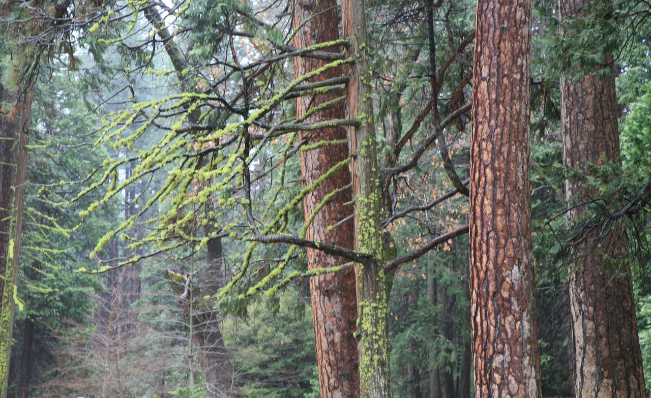 Dynamic allometric scaling of tree biomass and size