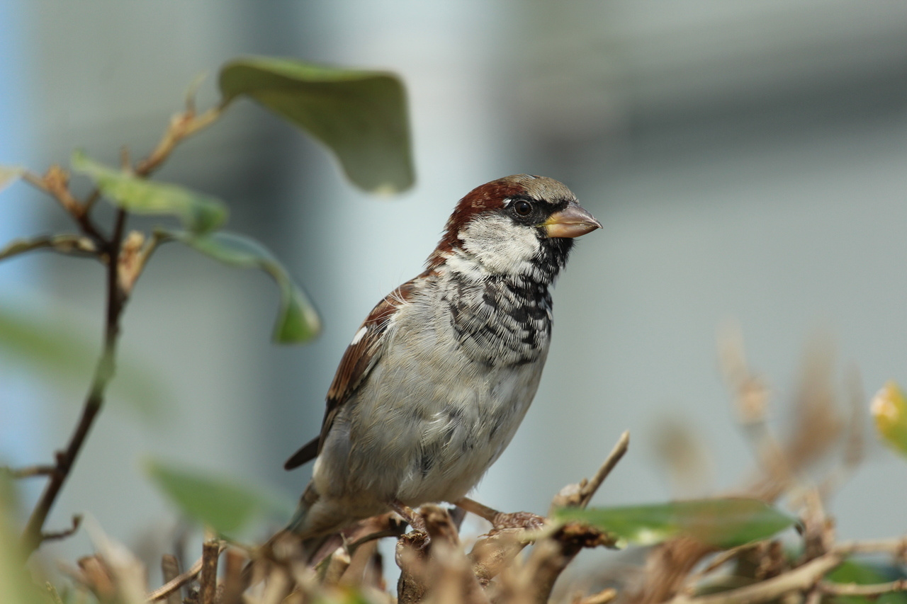 The path of least resistance: how native species can tell us how aliens will spread