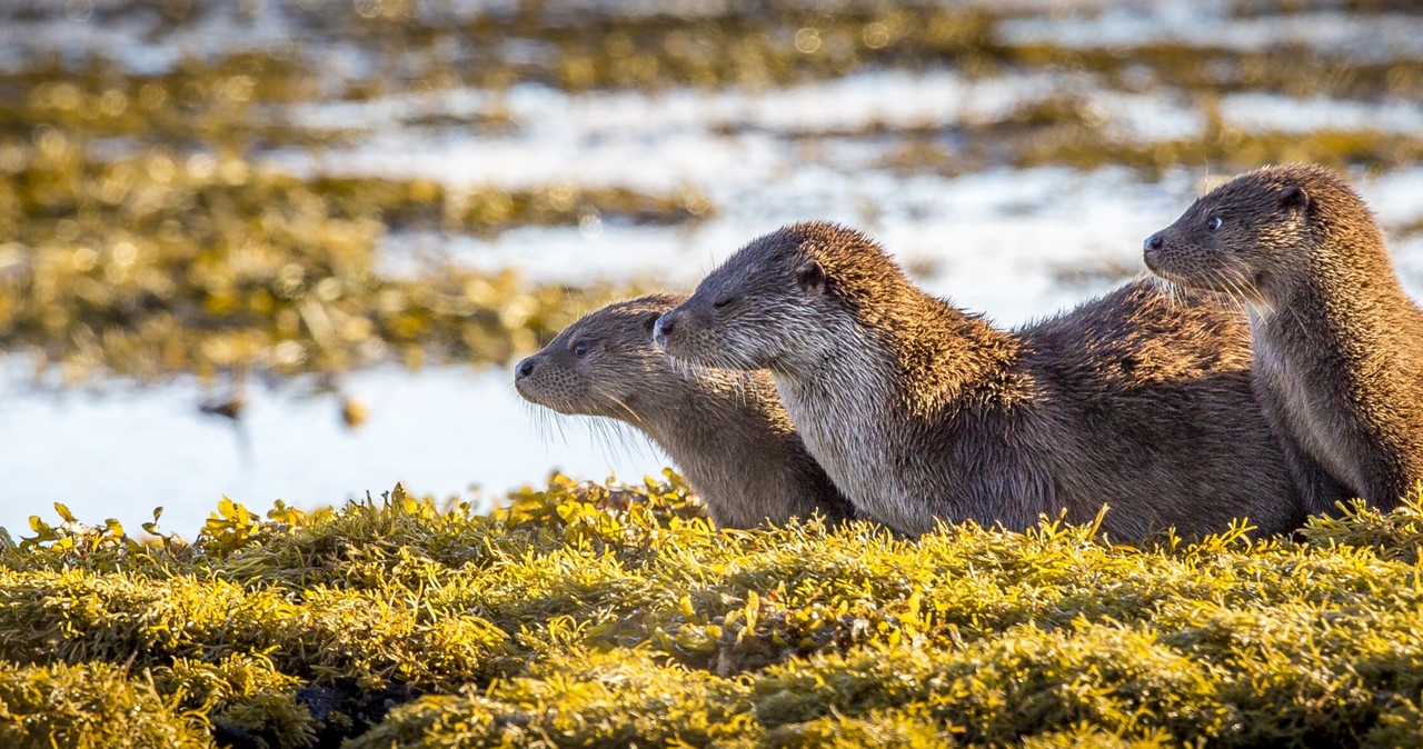 Hello everyone, I'm Joe.