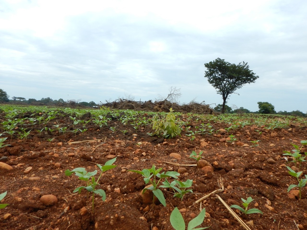 Carbon emissions the global land rush and potential mitigation