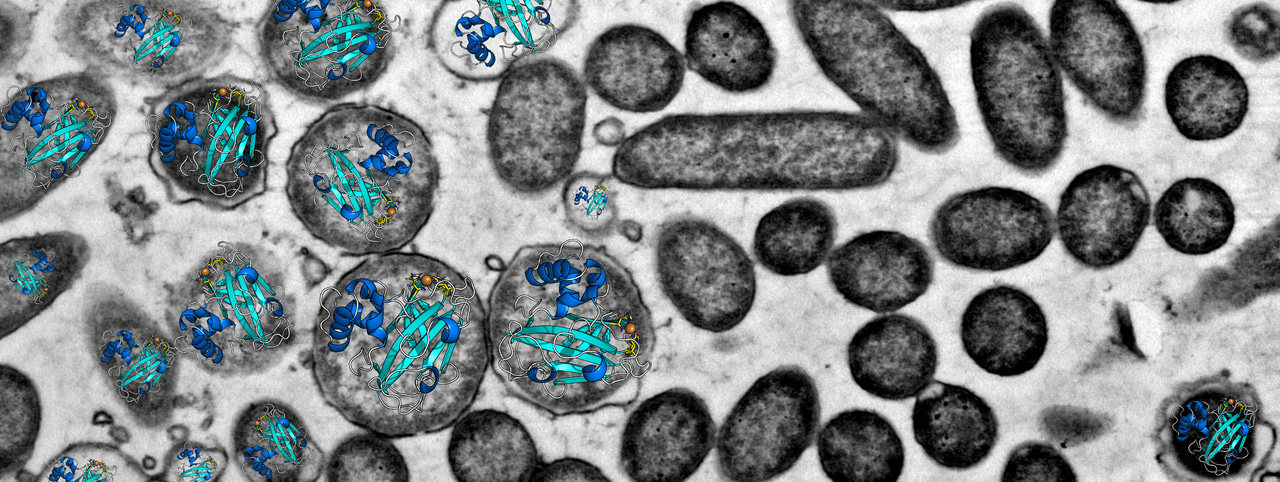When a popular industrial enzyme promotes bacterial virulence