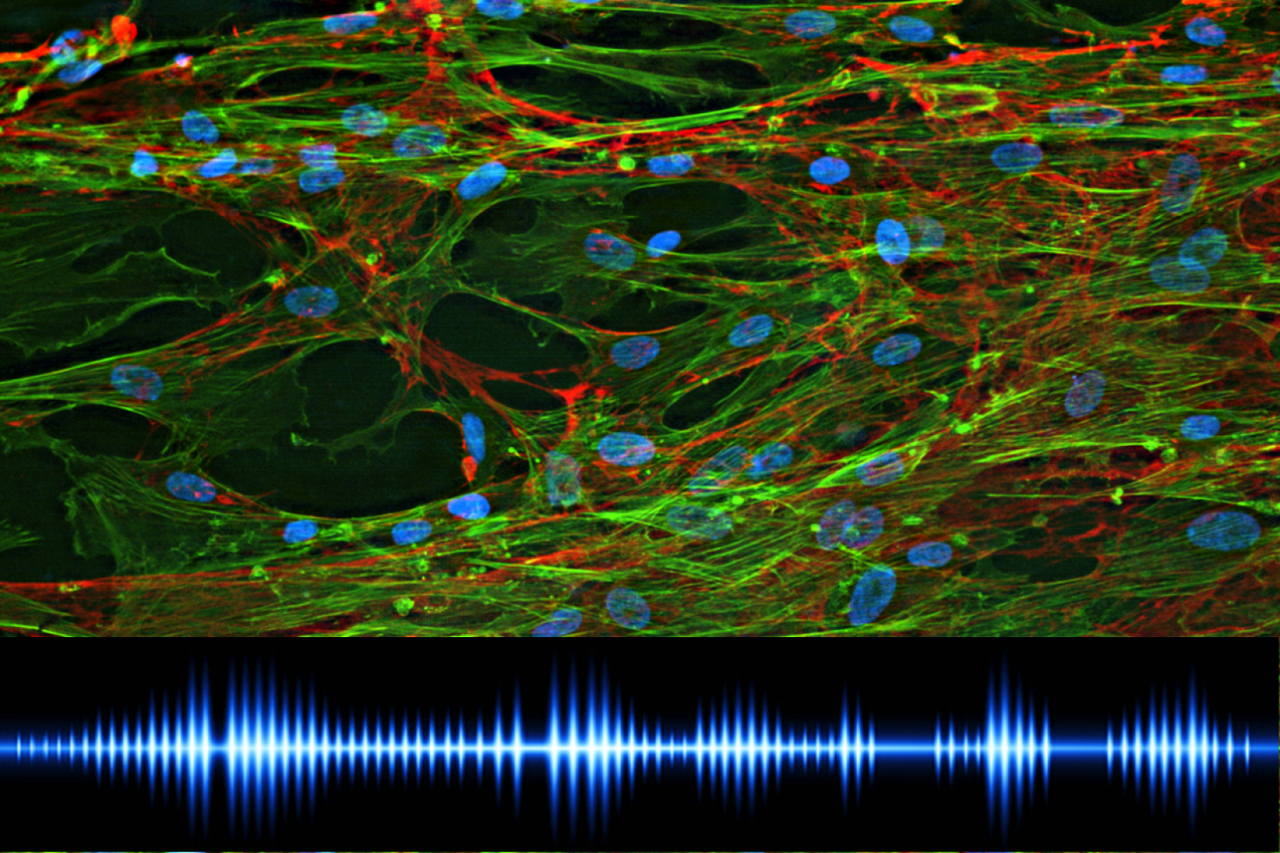 Rendering dynamic 3D printed scaffolds