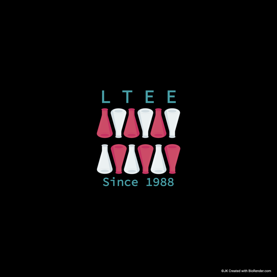 Insertion Sequence elements can promote bacterial adaptation in the short run but constrain it over longer time-scales