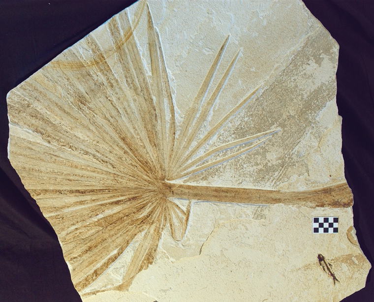 Resolving abominable mysteries