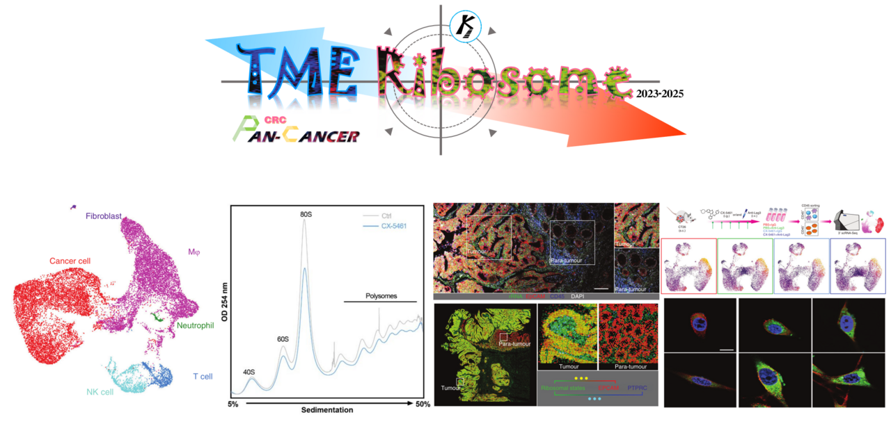 The ribosomal state plasticity is essential to forming the tumor-permissive microenvironment