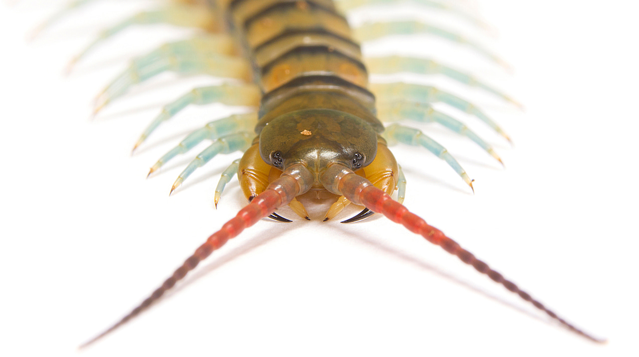 Phylogenetic analyses suggest centipede venom arsenals were repeatedly stocked by horizontal gene transfer