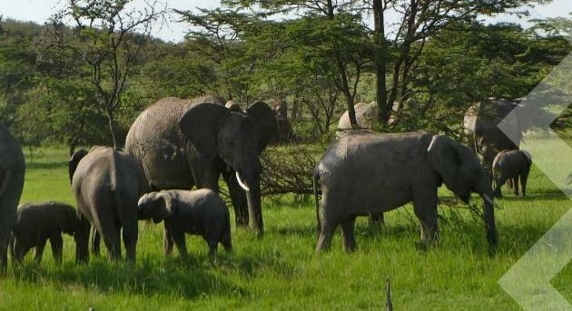 New research: The role of large, wild animals in climate change mitigation and adaptation