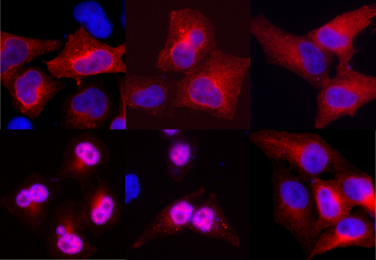 The ins and outs of nuclear β-arrestin2 on Mdm2-p53 signalling