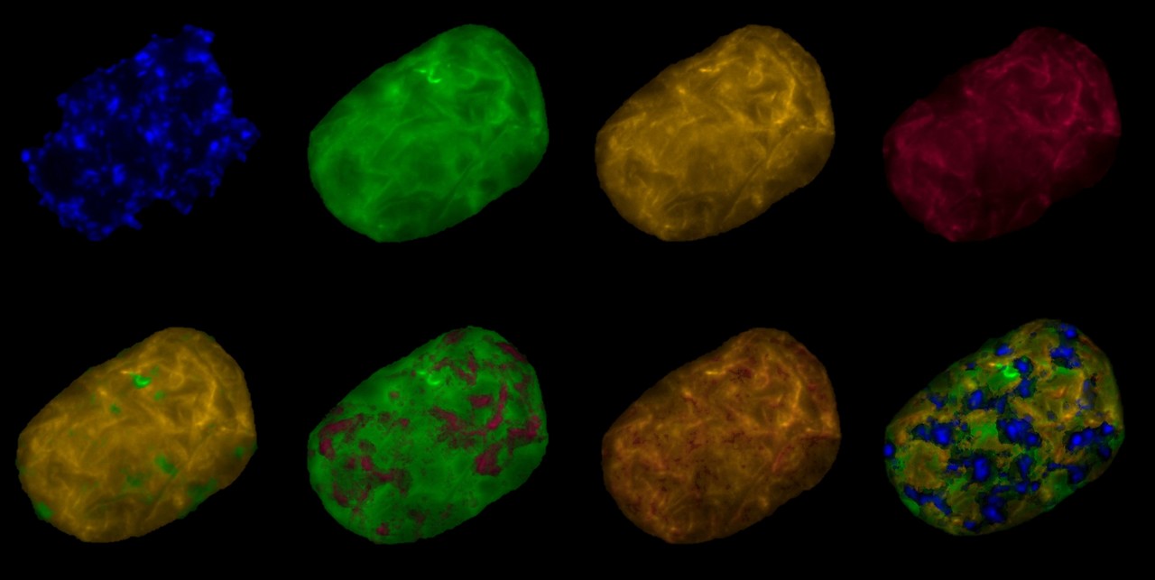  Community-like genome in single cells of the sulfur bacterium Achromatium
