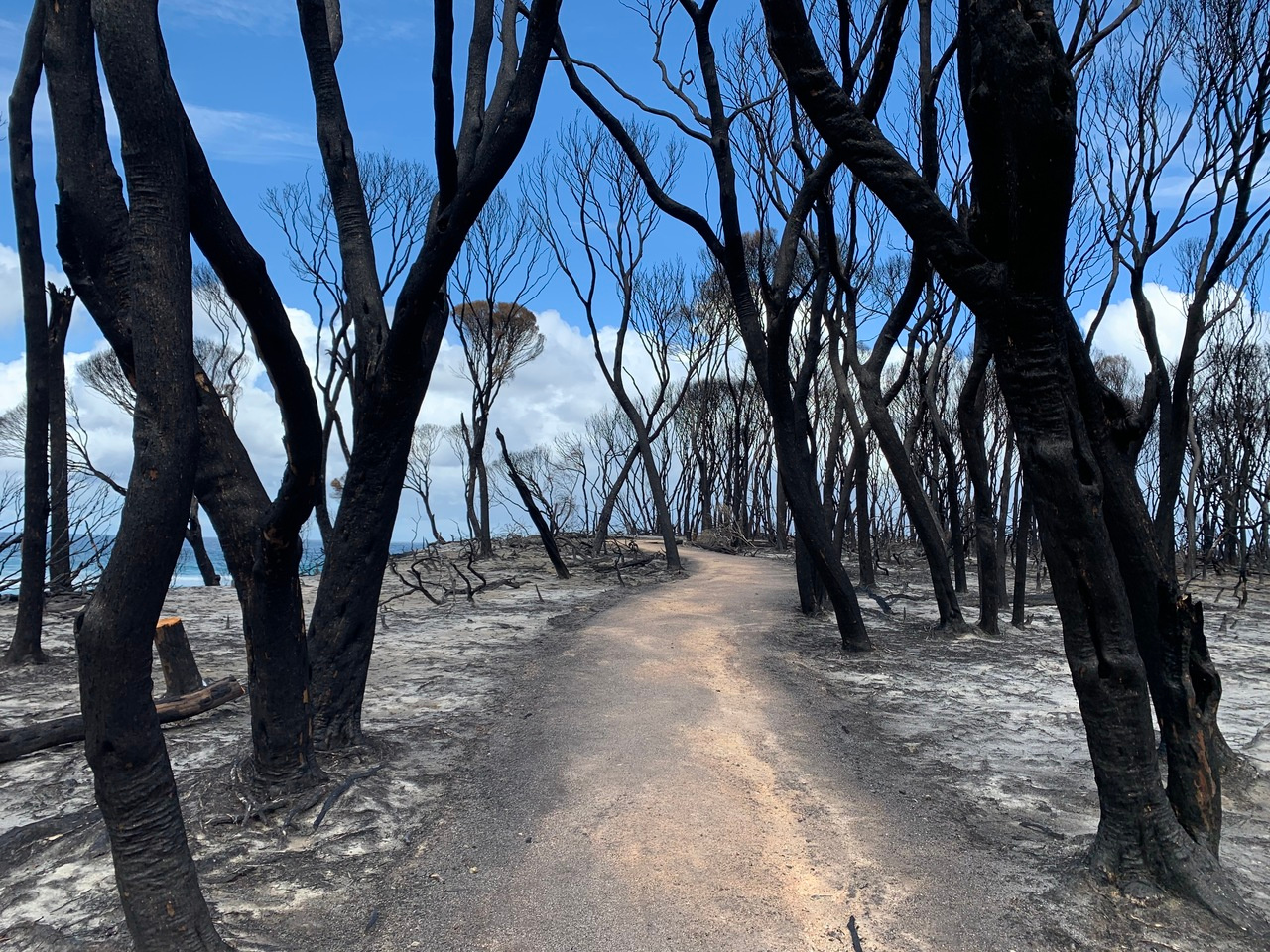 Australian bushfires and the future of urban settlements 