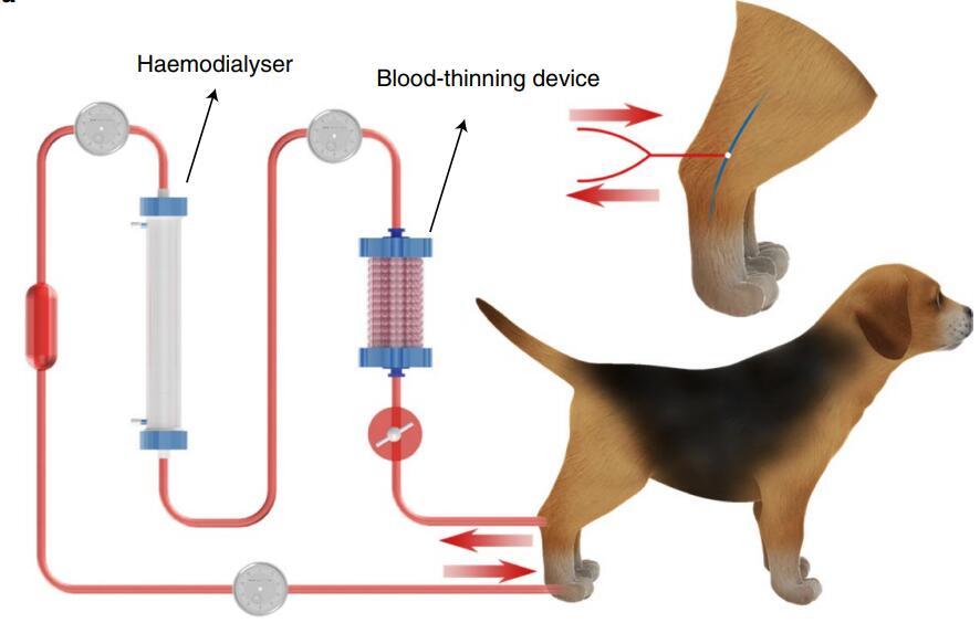 Transient blood thinning during extracorporeal blood purification via the inactivation of coagulation factors by hydrogel microspheres