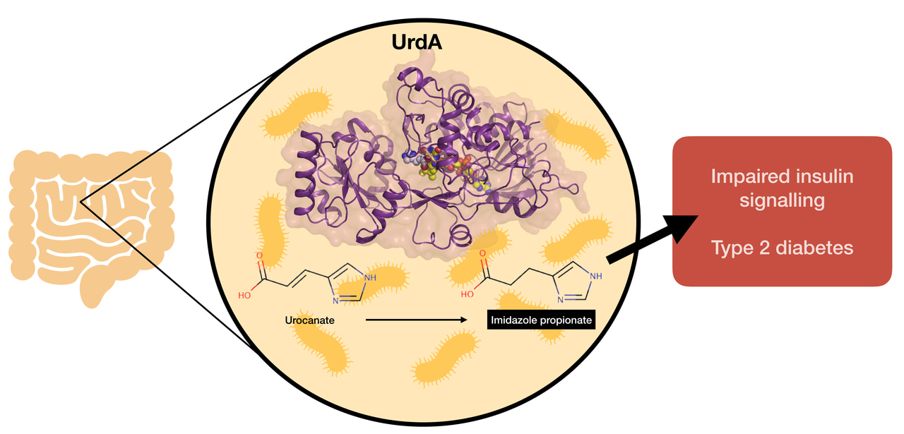 Structural details of a bacterial enzyme related to human disease
