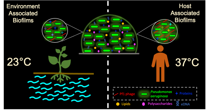 A tale of two temperatures: Thermoregulation in Pseudomonas aeruginosa biofilms, from environment to host