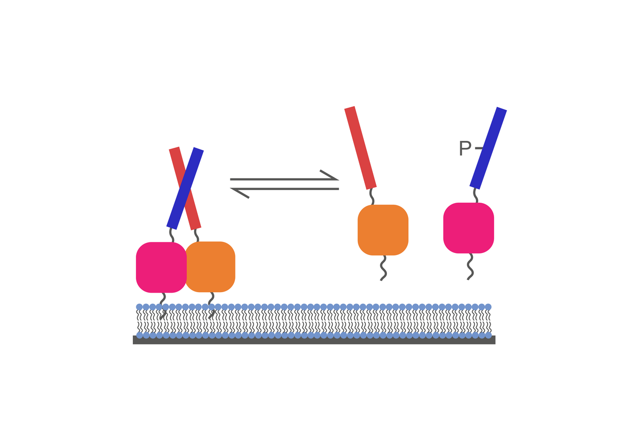 De novo design of a reversible phosphorylation-dependent switch for membrane targeting