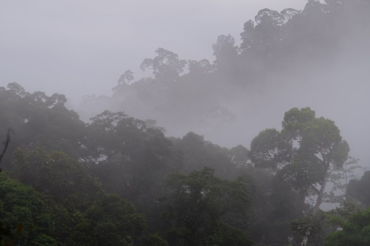 Will the songs of the 'singing rhino' ever echo in the forests again?