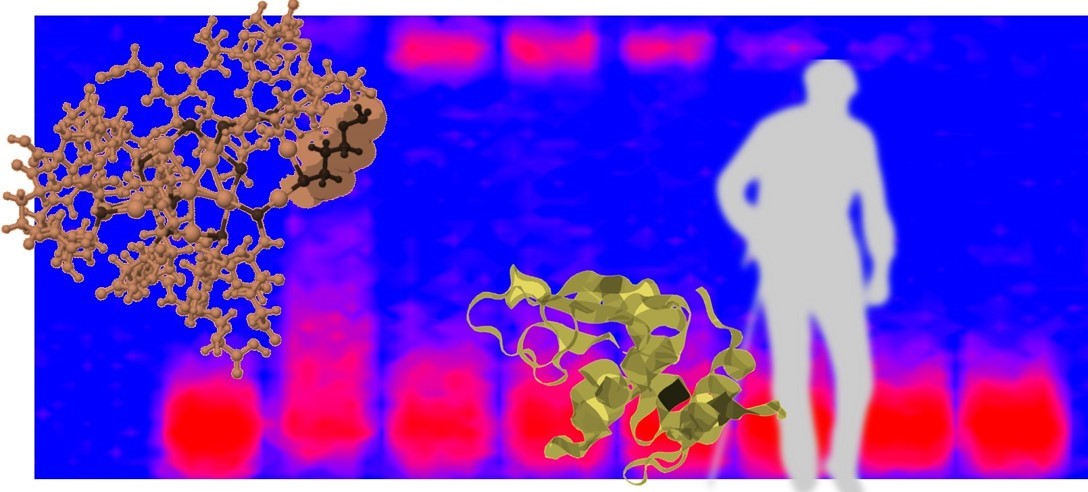 Golden touch : The quest for efficient contrast agents for protein carbonylation detection with functionalized liganded gold nanoclusters