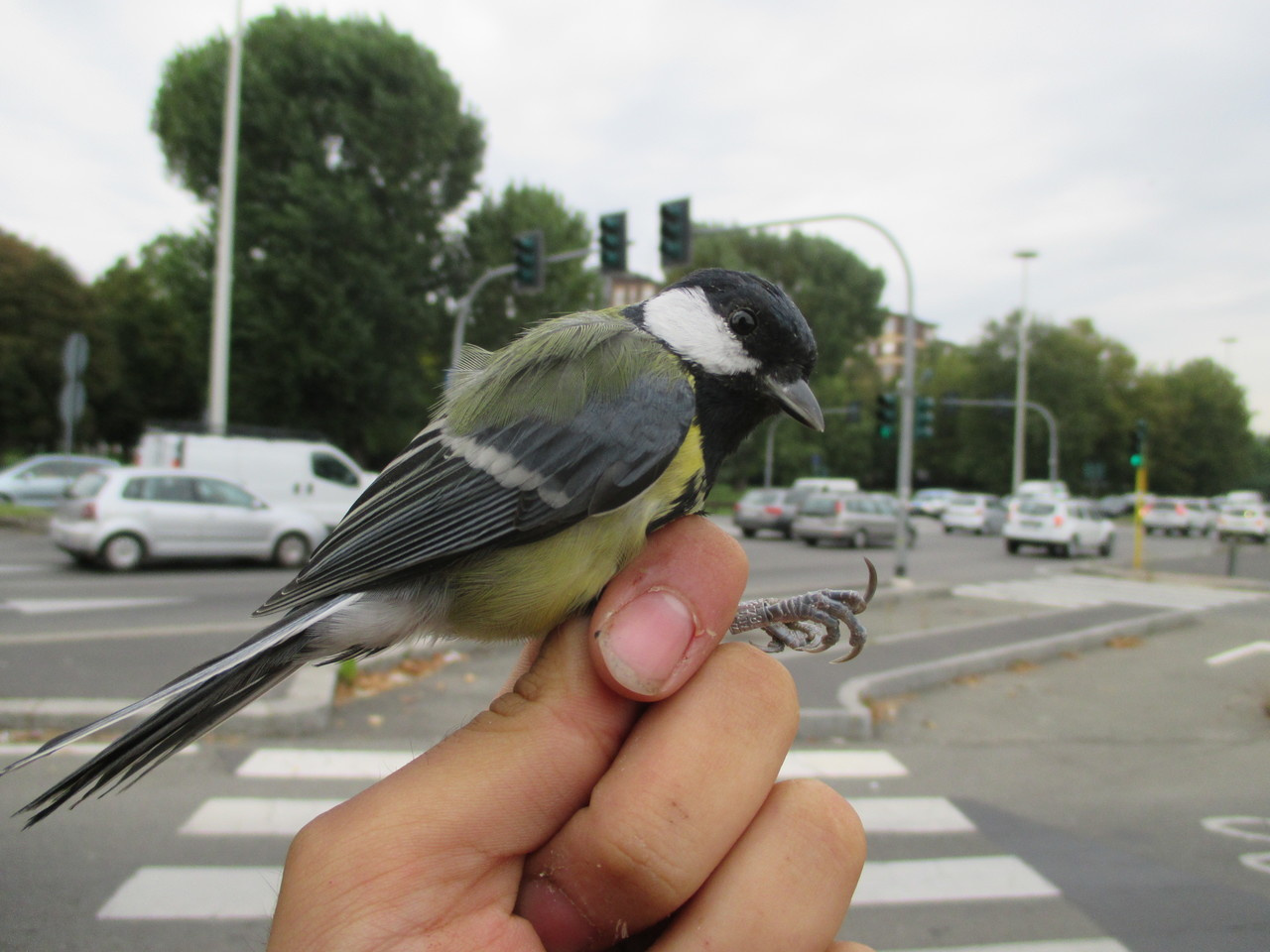 Genomic signatures of adaptation to cities