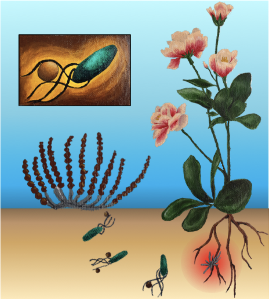 Hitchhiking microbes find their way home