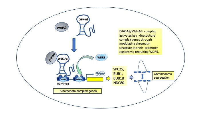 LY6K-AS lncRNA is a lung adenocarcinoma prognostic biomarker and regulator of mitotic progression