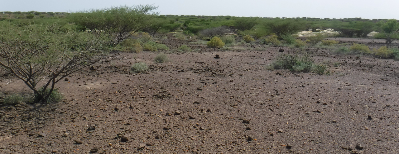New, and old, hominin fossils from Kenya