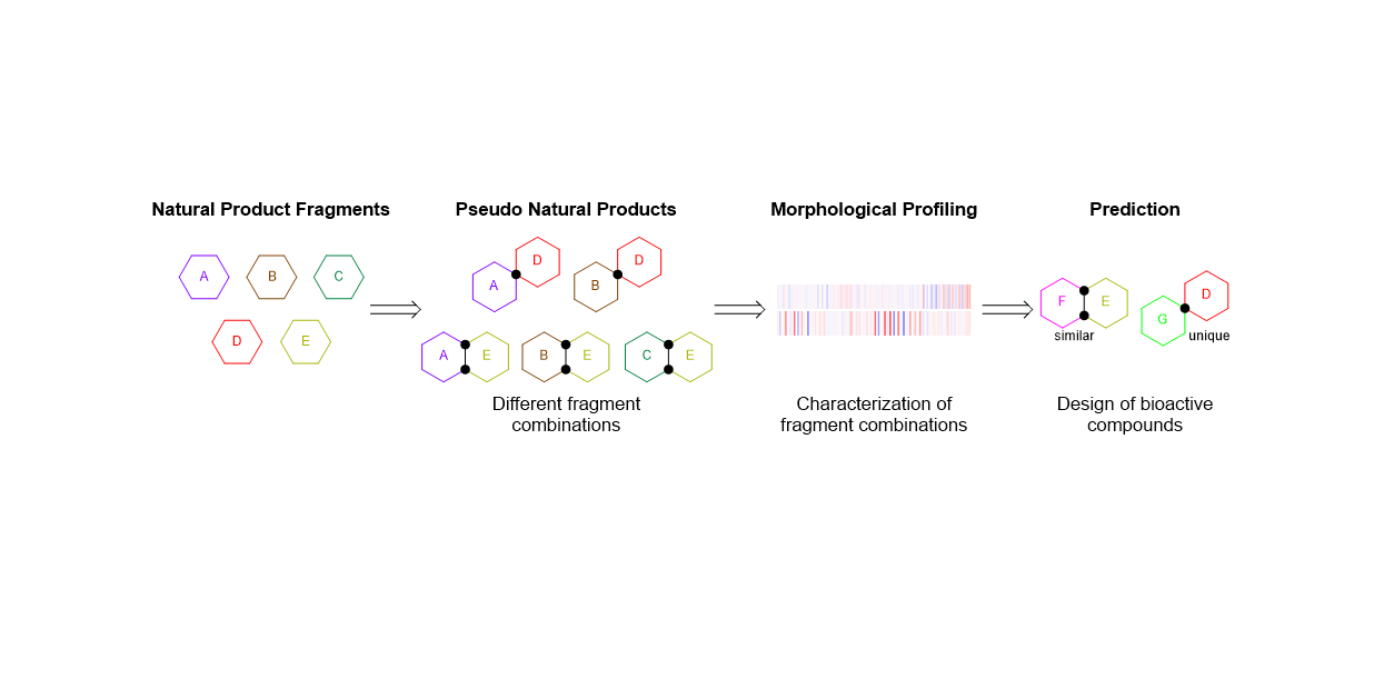 Mixing and Matching Natural Product Fragments Leads to Diverse Pseudo-Natural Products