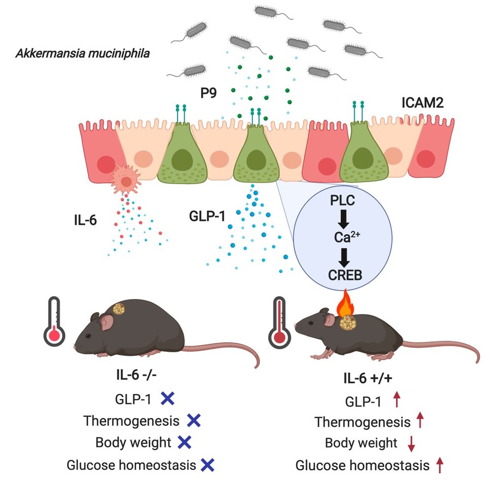 The specific way of gut microbe to communicate with host