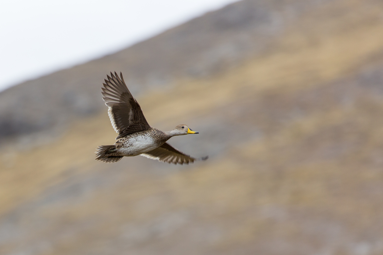 Adaptive introgression of the beta-globin cluster in two Andean ducks