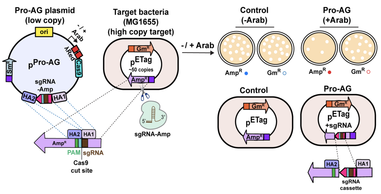 A genetic strategy to combat antibiotic resistance that can spread between bacteria