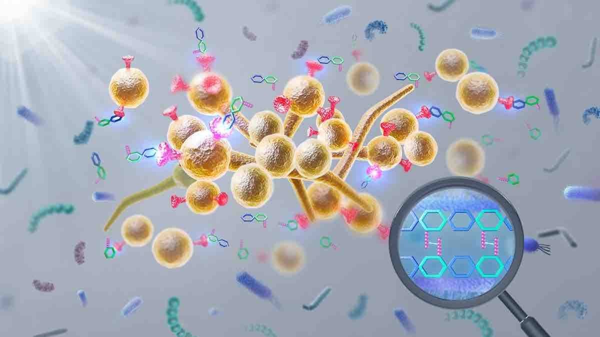 Candida albicans Ssy1 as the extraceullar sensor of gut microbiota-derived peptidoglycan fragments (PGNs)