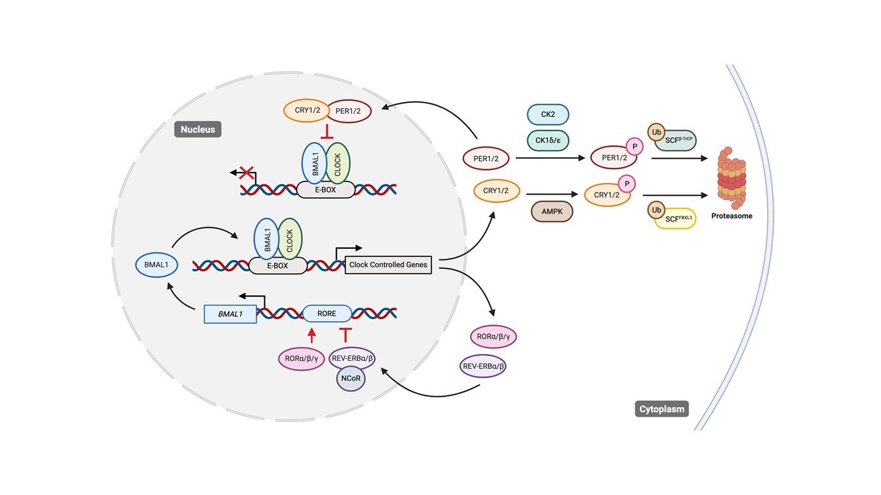 Clocking cancer: the circadian clock as a target in cancer therapy