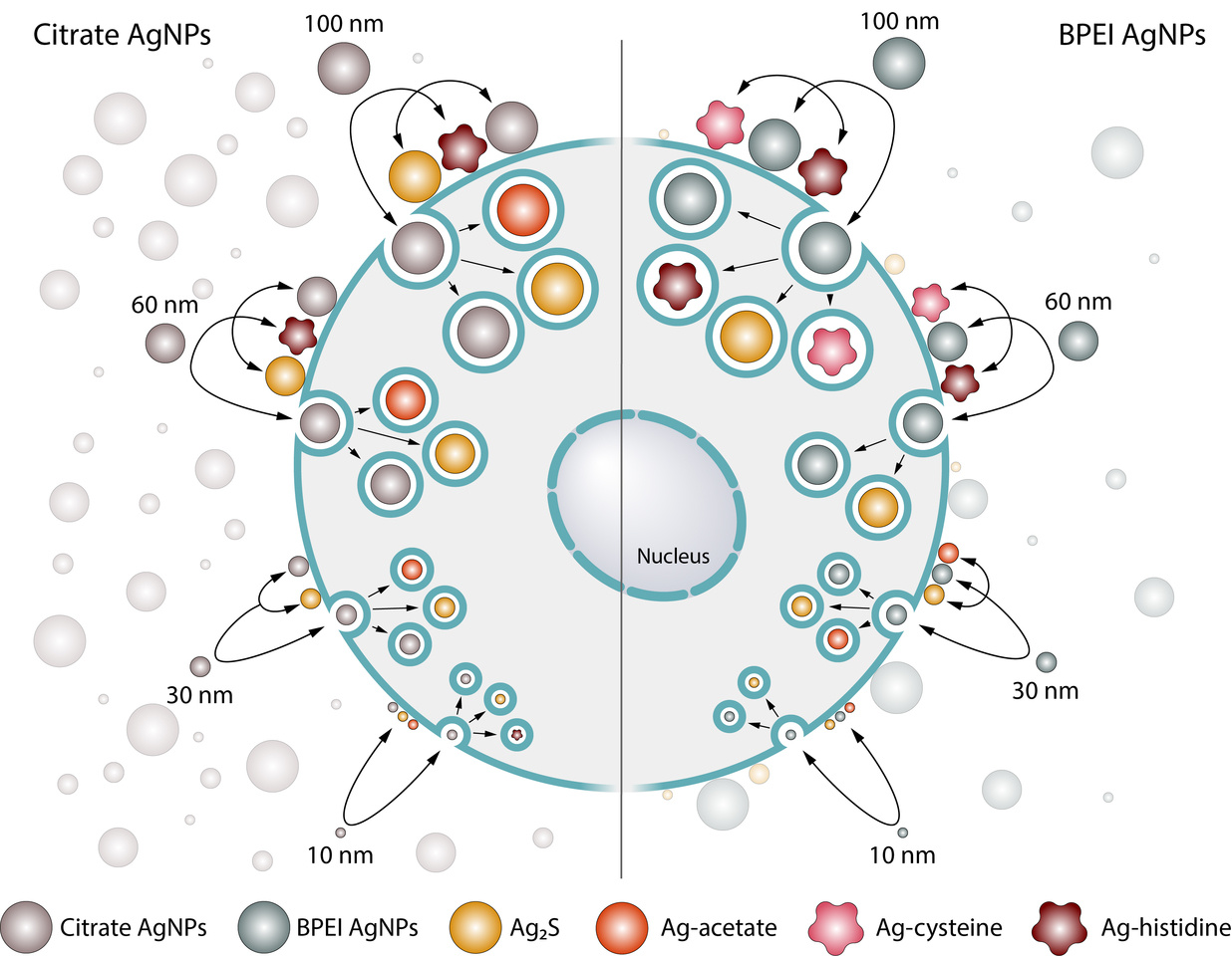 When a cell meets a nanoparticle: the case of nanosilver