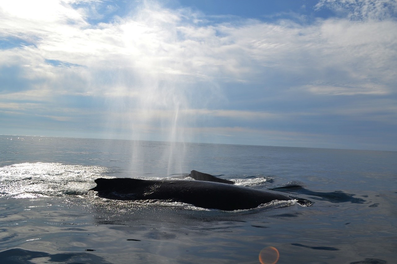 Humpback Whales Bring Signals of a Changing South
