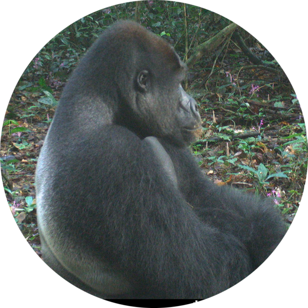 Go to the profile of Daniel Mfossa