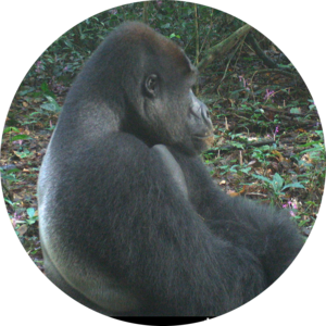 Go to the profile of Daniel Mfossa