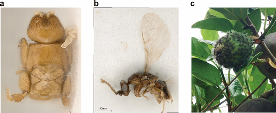Seeking interactive genes in pollinator-plant mutualisms