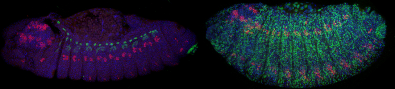 Harnessing extreme underdominance to engineer a synthetic species
