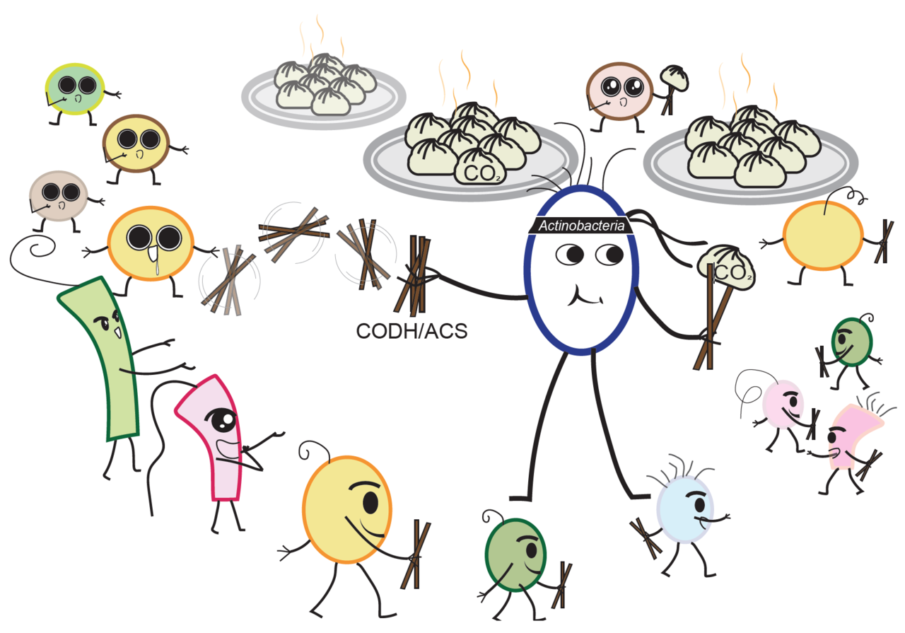 Actinobacteria might contribute to microbial carbon neutral
